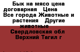 Бык на мясо цена договарная › Цена ­ 300 - Все города Животные и растения » Другие животные   . Свердловская обл.,Верхний Тагил г.